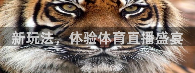 新玩法，体验体育直播盛宴